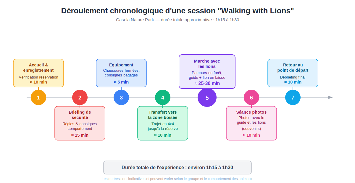 étapes chronologiques d'une session de marche avec les lions, du briefing de sécurité jusqu'au retour, avec durée approximative de chaque phase