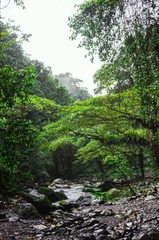 sentier de randonnée tropical humide avec roches volcaniques recouvertes de mousse et corde fixe pour s'agripper le long d'une rivière